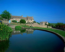 The village pond at Worth Matravers Purbeck, Dorset, England, UK