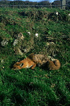 Dead Red fox with bad case of mange,  UK
