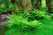 Fern in Alder wood Dinas Hill RSPB reserve,  Wales, UK