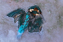 Common kingfisher {Alcedo atthis} dead in ice, Derbyshire, UK