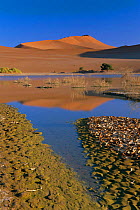 Desert landscape with water, Sossusvlei, Namib Nackluft NP, Namibia