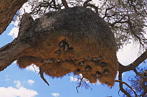 Wasps' nests {Vespinae} in Sociable weaver's nest {Philetairus socius} Namibia