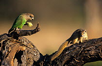 Smith's bush squirrel {Paraxerus cepapi} watching a Brown headed parrot {Poicephalus cryptoxanthus} feeding, South Africa