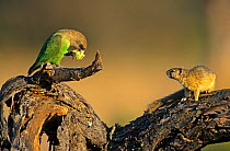 Smiths bush squirrel {Paraxerus cepapi} and Brown headed parrot {Poicephalus cryptoxanthus} South Africa