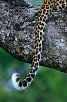 Close up of tail of Leopard {Panthera pardus} South Africa