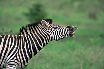 Male Common zebra {Equus quagga} exhibiting flehmen reaction, Sabie-Sand Game Reserve, South Africa