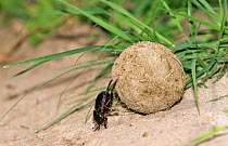 Dung beetle rolling dung (Scarabaeidae) Chobe NP, Botswana