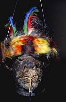 Shrunken head (Tsantza), Shuar tribe, Ecuador. Jivaro Shuar tribe used to shrink head of enemies killed in battle - first they removed the skull and boiled it to shrink the head. Then the eyes and li...