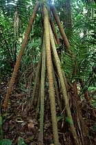 Stilt roots with thorns, Amazonian rainforest, Ecuador