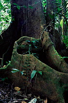 Tree buttress roots, Napo river, Amazonian rainforest, Ecuador