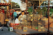 Bird market selling wild Greenfinch and Goldfinch caught by hunters, Malta