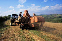Barley harvest using 1951 combine harvester, Devon, UK