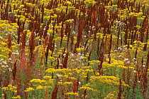 Set aside land with Ragwort {Jacobaea vulgaris} Dock, and Rosebay willowherb, Scotland, UK
