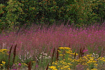 Set aside land with Ragwort (Jacobaea vulgaris), Dock and Rosebay willowherb. Scotland, UK