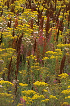 Set aside land with Ragwort {Jacobaea vulgaris} Dock and Rosebay willowherb. Scotland, UK