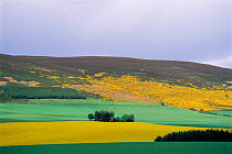 Farmland with moorland behind Oil seed rape crop and Gorse, Huntly, Grampian, Scotland, UK