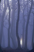 Tree trunks in autumn mist, Delemere forest, Cheshire, UK