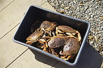 Edible crabs in bucket {Cancer pagurus} Florida, USA