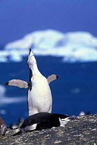 Chinstrap penguin - ecstatic display {Pygoscelis antarctica} South Sandwich Is