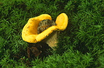 American toad on mushroom {Bufo americanus} Wisconsin, USA