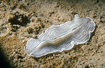 Candy striped flatworm (Prostheceraeus vittatus) UK
