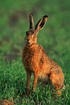 European / Brown hare portrait {Lepus europaeus} grassland, Denmark