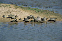 Turtles on river bank Llanos del Orinoco Venezuela