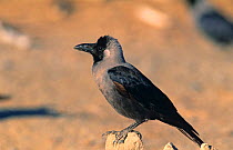 House crow {Corvus splendens} Sohar, Oman