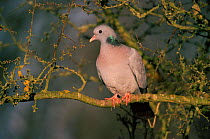 Stock dove {Columba oenas} perched in tree Warwickshire, UK