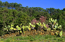 Prickly pear cactus {Opuntia ficus indica} with Almond tree and Canary Pines. Canary Is