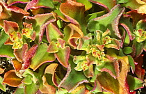 Ice plant {Mesembryanthemum crystallinum} Canary Islands.