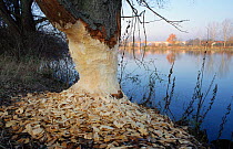 Eurasian beaver damage to willow tree {Castor fiber} River Danube, Bavaria, Germany
