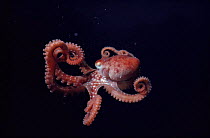 Long armed Octopus {Octopus macropus} Red Sea