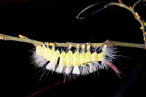 Pale tussock moth caterpillar {Dasychira pudibunda} Muniellos, Asturias, Spain.