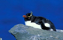 Rockhopper penguin on rock {Eudyptes chrysocome} Falkland Islands