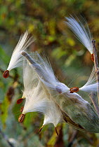 Seed dispersal of Common milkweed {Asclepias syriaca} Wisconsin, USA