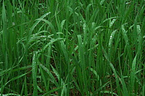 Raindrops on Brohm grass, USA