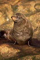 New Zealand fur seal {Arctocephalus forsteri} New Zealand