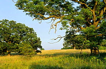 White oak trees {Quercus alba} WI, USA Summer. Sequence