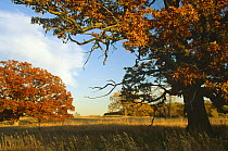 White oak trees {Quercus alba} WI, USA - Early autumn Sequence 4/5