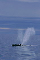 Northern right whale spouting {Balaena glacialis glacialis} Atlantic off Cape-Cod, USA