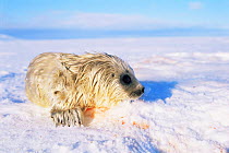 Ringed seal pup {Phoca hispida} Svalbard, Norway