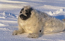 Ringed seal {Phoca hispida} pup moulting on ice, Canadian Arctic