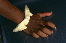 Neckbone of Dugong (Dugong dugong) used in Palau as bracelet for clan chiefs, Palau, Micronesia