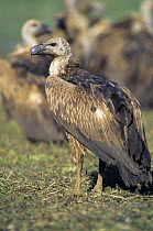 Long billed vulture (Gyps indicus) portrait, India, Critically endangered species