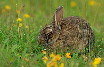 European rabbit {Oryctolagus cuniculus} sick with myxomatosis, Derbyshire, UK.