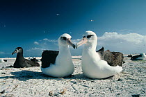 Laysan albatross pair (Phoebastria immutabilis) Midway Atoll, Pacific
