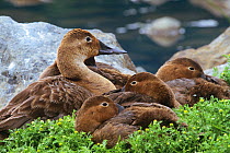Canvasback ducks {Aythya valisineria} resting together, Alaska, USA