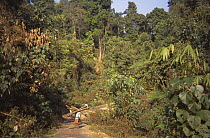 Bamboo being collected from forest Assam, north east India