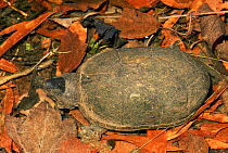 Eastern mud turtle in seasonal pond {Kinosternon subrubrum} Blackbird St Forest, Delaware, USA
